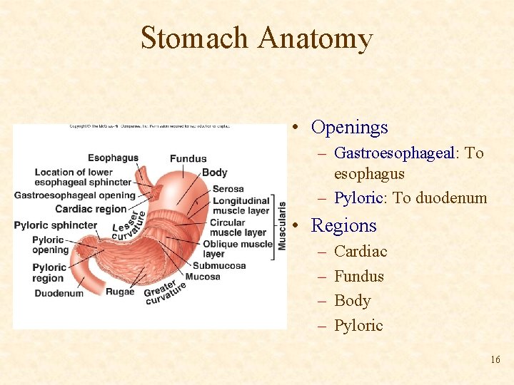 Stomach Anatomy • Openings – Gastroesophageal: To esophagus – Pyloric: To duodenum • Regions