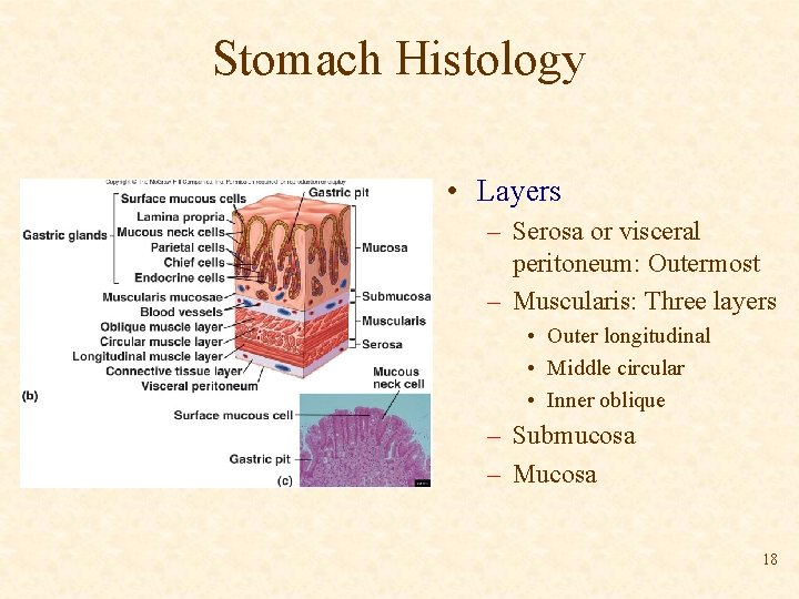 Stomach Histology • Layers – Serosa or visceral peritoneum: Outermost – Muscularis: Three layers