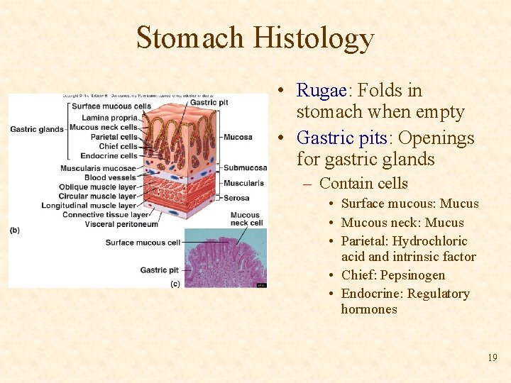 Stomach Histology • Rugae: Folds in stomach when empty • Gastric pits: Openings for