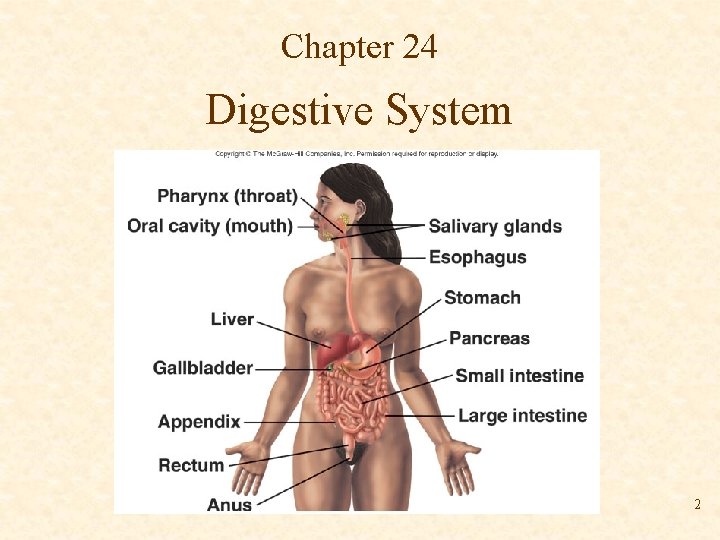 Chapter 24 Digestive System 2 