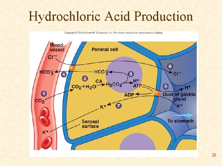 Hydrochloric Acid Production 20 