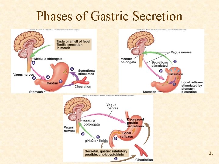 Phases of Gastric Secretion 21 