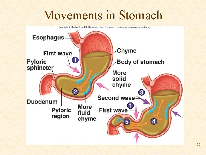 Movements in Stomach 22 