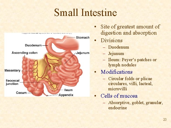 Small Intestine • Site of greatest amount of digestion and absorption • Divisions –