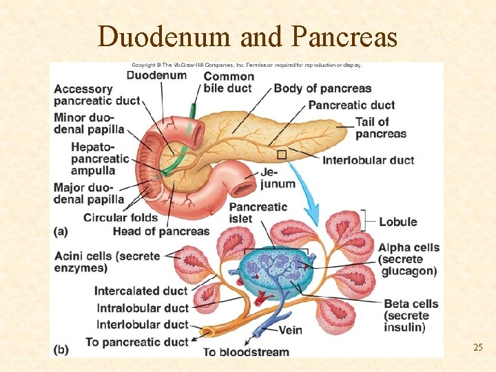 Duodenum and Pancreas 25 