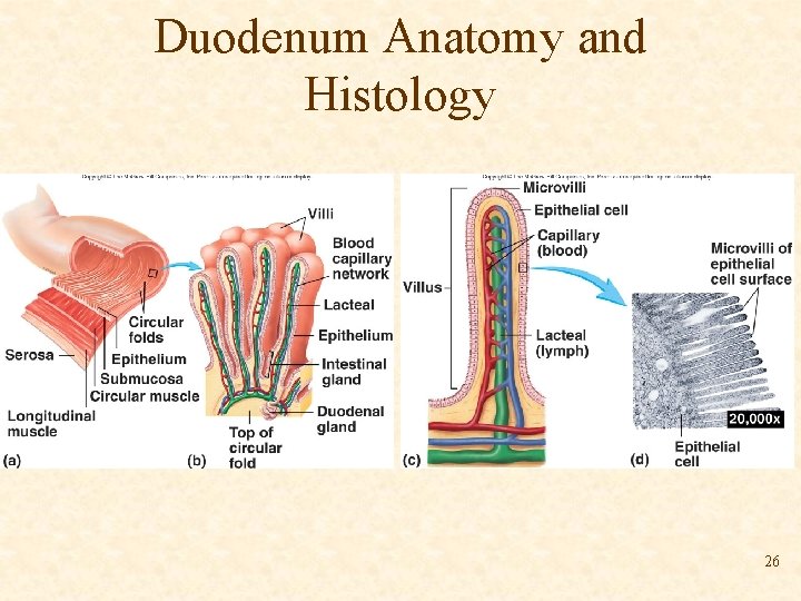 Duodenum Anatomy and Histology 26 