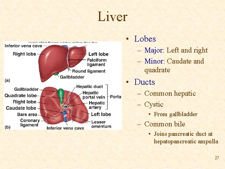 Liver • Lobes – Major: Left and right – Minor: Caudate and quadrate •