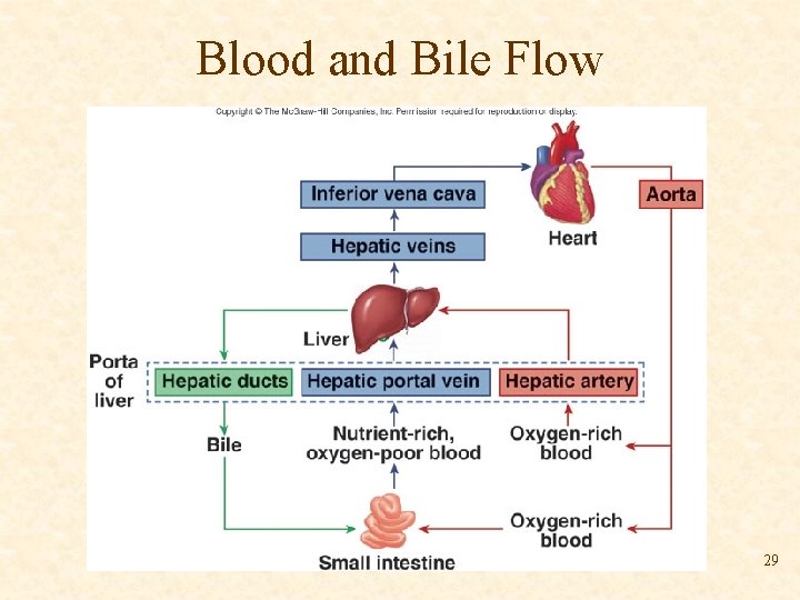 Blood and Bile Flow 29 