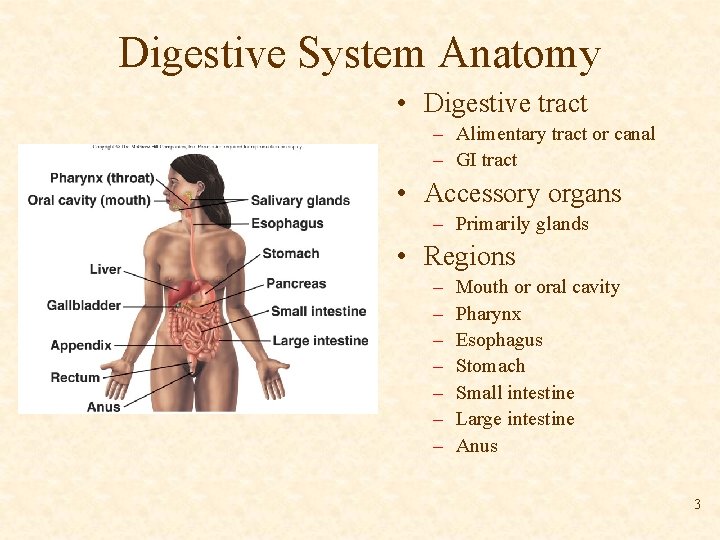 Digestive System Anatomy • Digestive tract – Alimentary tract or canal – GI tract