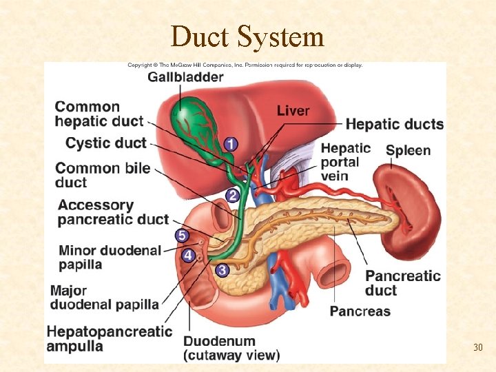 Duct System 30 