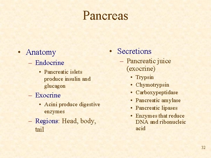 Pancreas • Anatomy – Endocrine • Pancreatic islets produce insulin and glucagon – Exocrine