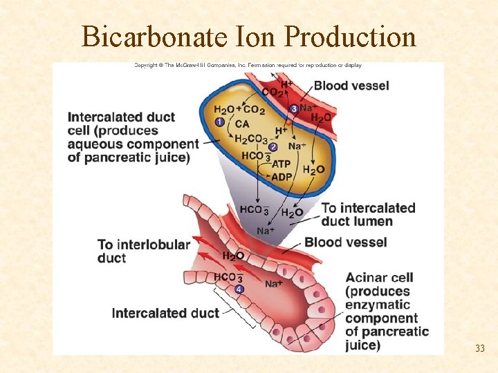 Bicarbonate Ion Production 33 