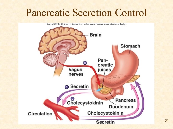 Pancreatic Secretion Control 34 