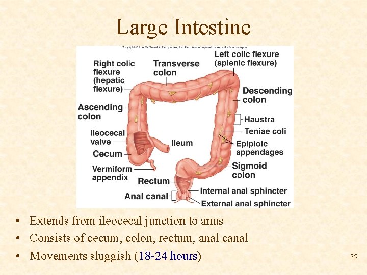 Large Intestine • Extends from ileocecal junction to anus • Consists of cecum, colon,