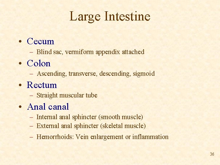 Large Intestine • Cecum – Blind sac, vermiform appendix attached • Colon – Ascending,