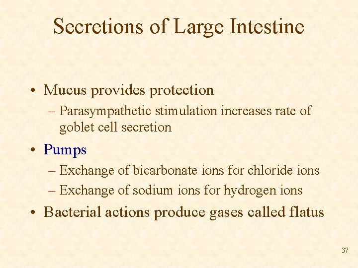 Secretions of Large Intestine • Mucus provides protection – Parasympathetic stimulation increases rate of