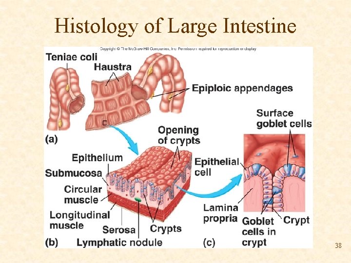 Histology of Large Intestine 38 