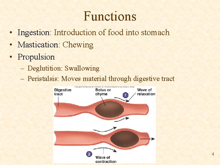 Functions • Ingestion: Introduction of food into stomach • Mastication: Chewing • Propulsion –