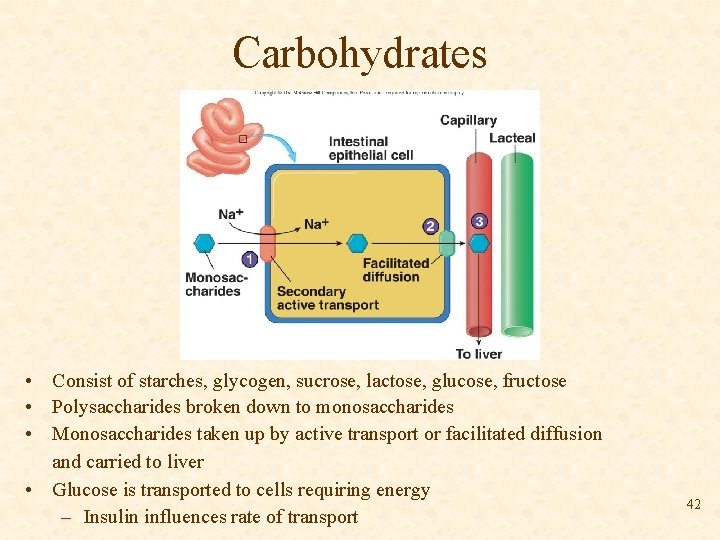 Carbohydrates • Consist of starches, glycogen, sucrose, lactose, glucose, fructose • Polysaccharides broken down