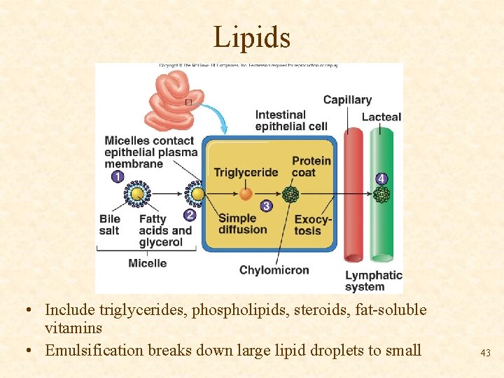 Lipids • Include triglycerides, phospholipids, steroids, fat-soluble vitamins • Emulsification breaks down large lipid