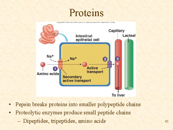 Proteins • Pepsin breaks proteins into smaller polypeptide chains • Proteolytic enzymes produce small