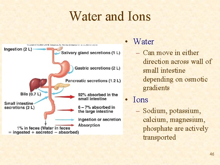 Water and Ions • Water – Can move in either direction across wall of