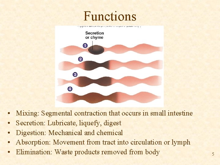 Functions • • • Mixing: Segmental contraction that occurs in small intestine Secretion: Lubricate,