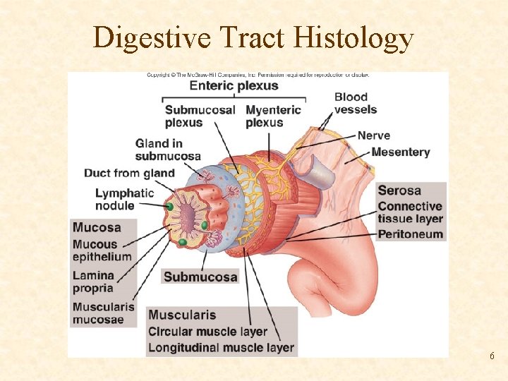 Digestive Tract Histology 6 