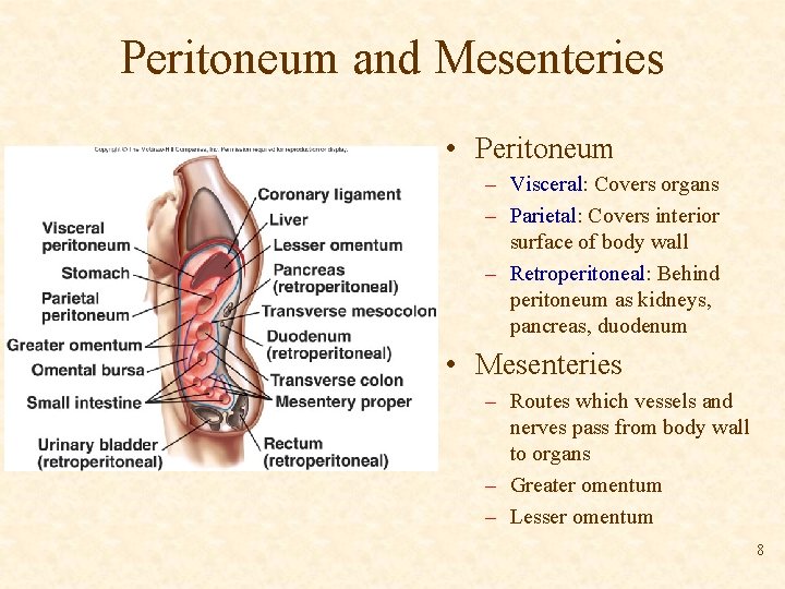 Peritoneum and Mesenteries • Peritoneum – Visceral: Covers organs – Parietal: Covers interior surface