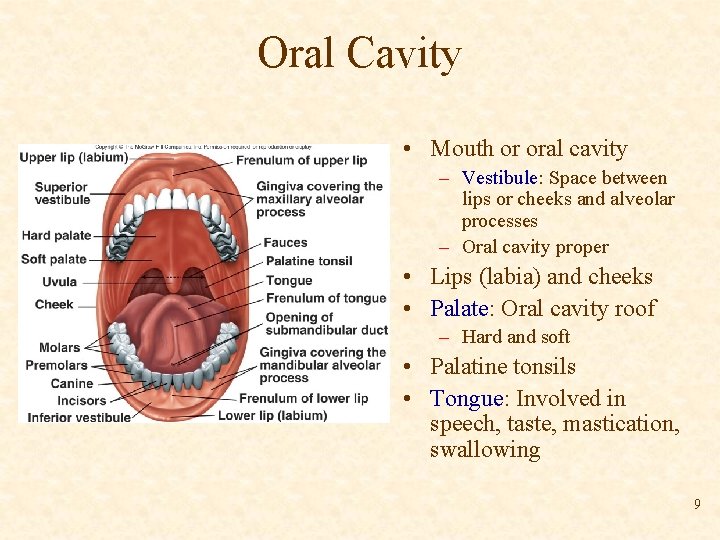 Oral Cavity • Mouth or oral cavity – Vestibule: Space between lips or cheeks