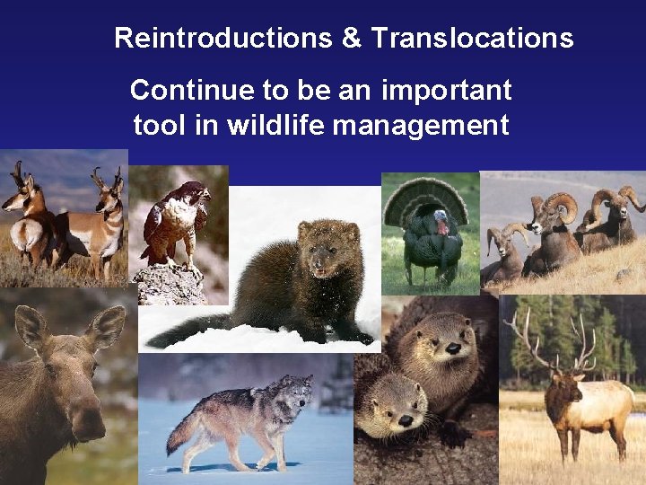 Reintroductions & Translocations Continue to be an important tool in wildlife management 