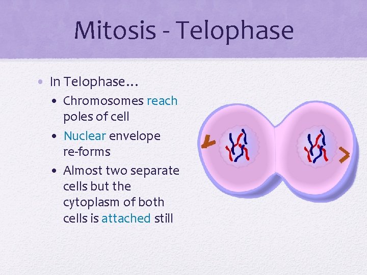 Mitosis - Telophase • In Telophase… • Chromosomes reach poles of cell • Nuclear