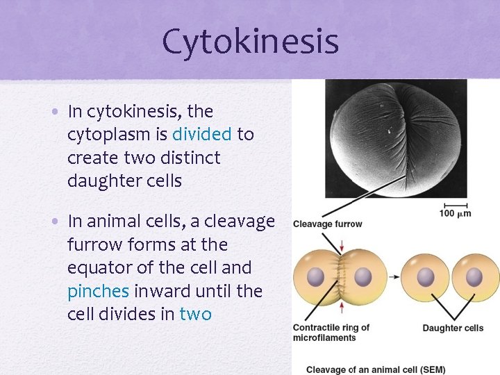 Cytokinesis • In cytokinesis, the cytoplasm is divided to create two distinct daughter cells