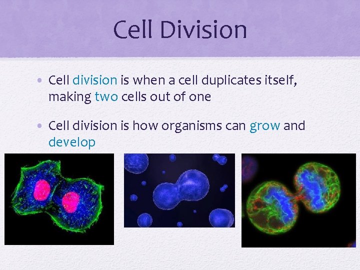 Cell Division • Cell division is when a cell duplicates itself, making two cells