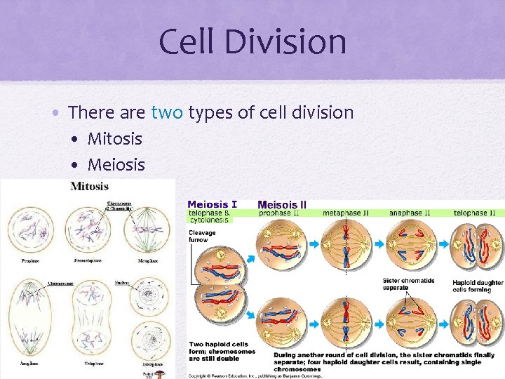 Cell Division • There are two types of cell division • Mitosis • Meiosis