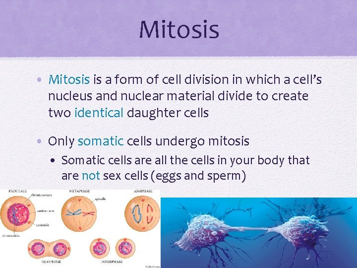 Mitosis • Mitosis is a form of cell division in which a cell’s nucleus