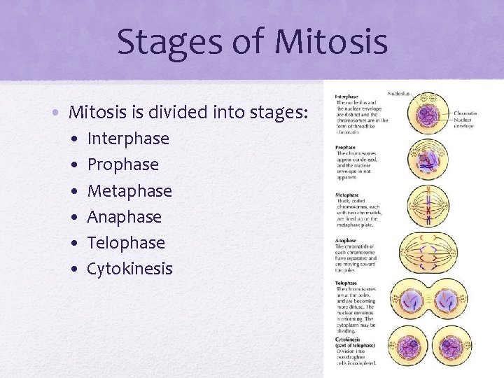 Stages of Mitosis • Mitosis is divided into stages: • • • Interphase Prophase