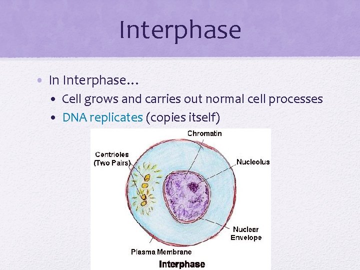 Interphase • In Interphase… • Cell grows and carries out normal cell processes •