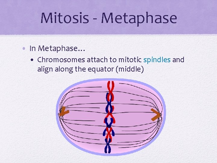 Mitosis - Metaphase • In Metaphase… • Chromosomes attach to mitotic spindles and align