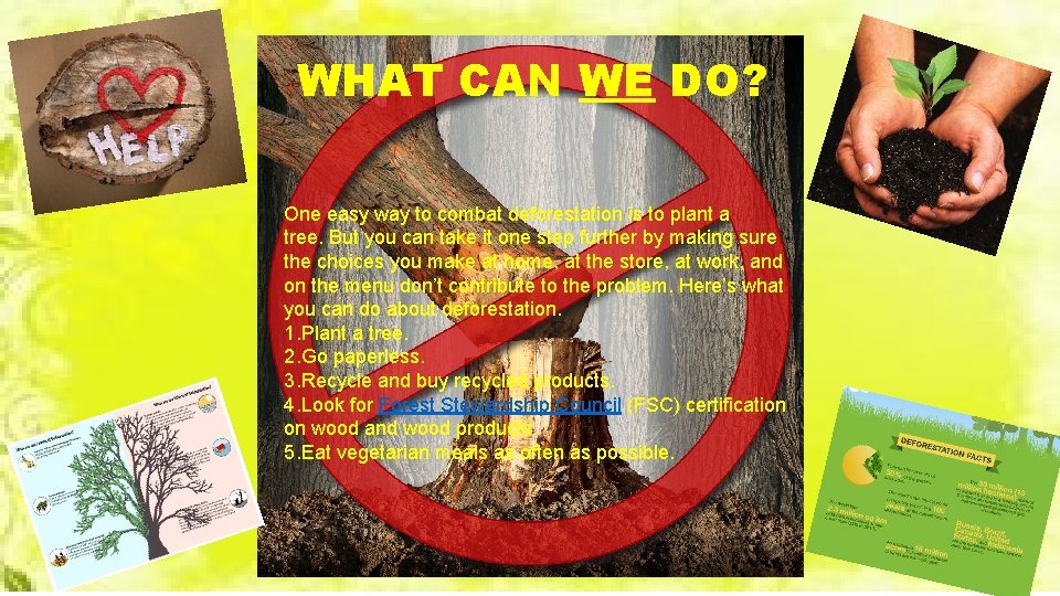 WHAT CAN WE DO? One easy way to combat deforestation is to plant a WHAT CAN WE DO? One easy way to combat deforestation is to plant a