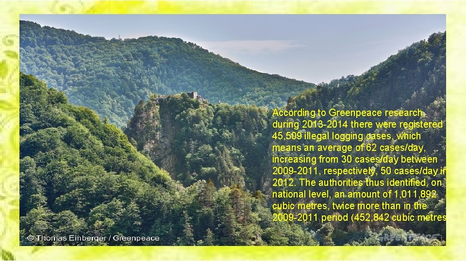 According to Greenpeace research, during 2013 -2014 there were registered 45, 509 illegal logging According to Greenpeace research, during 2013 -2014 there were registered 45, 509 illegal logging