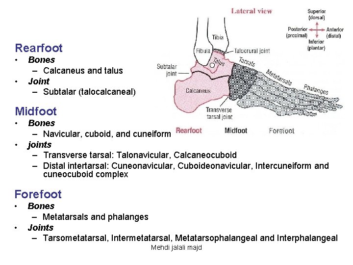 Rearfoot • • Bones – Calcaneus and talus Joint – Subtalar (talocalcaneal) Midfoot •