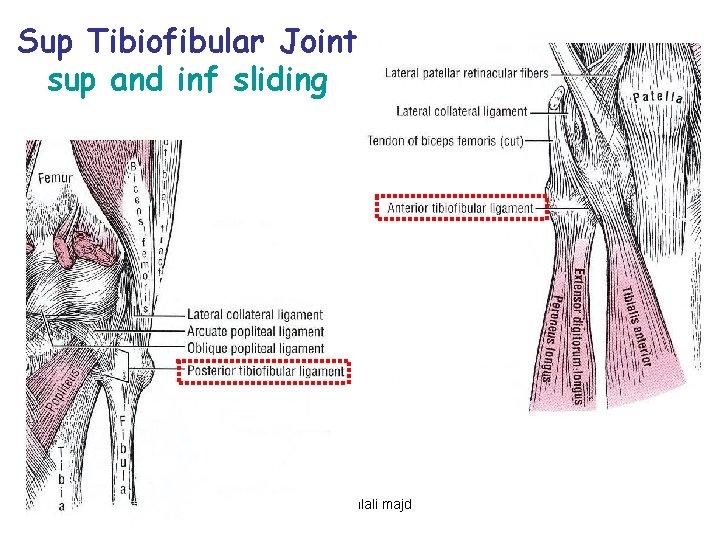 Sup Tibiofibular Joint sup and inf sliding Mehdi jalali majd 