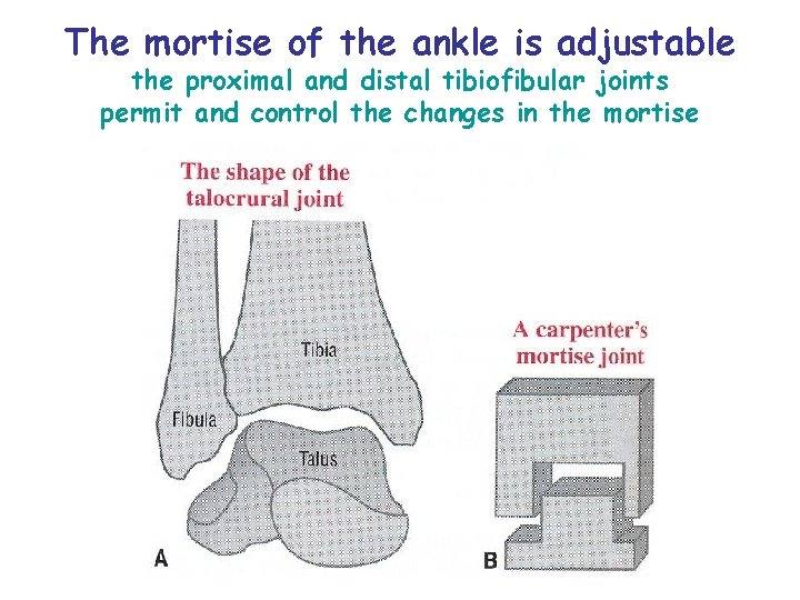 The mortise of the ankle is adjustable the proximal and distal tibiofibular joints permit