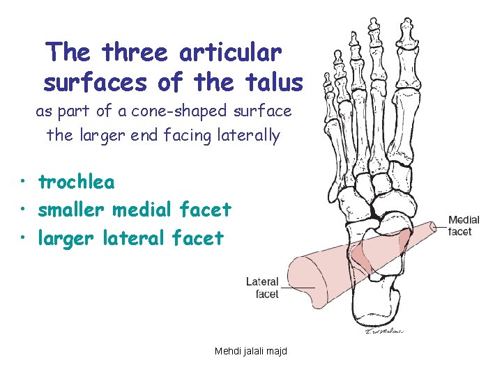 The three articular surfaces of the talus as part of a cone-shaped surface the