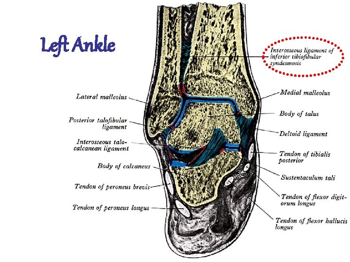 Left Ankle Mehdi jalali majd 