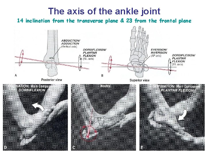 The axis of the ankle joint 14 inclination from the transverse plane & 23