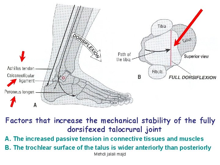 Factors that increase the mechanical stability of the fully dorsifexed talocrural joint A. The