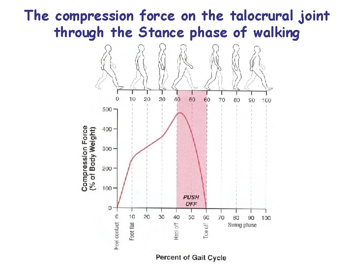 The compression force on the talocrural joint through the Stance phase of walking Mehdi