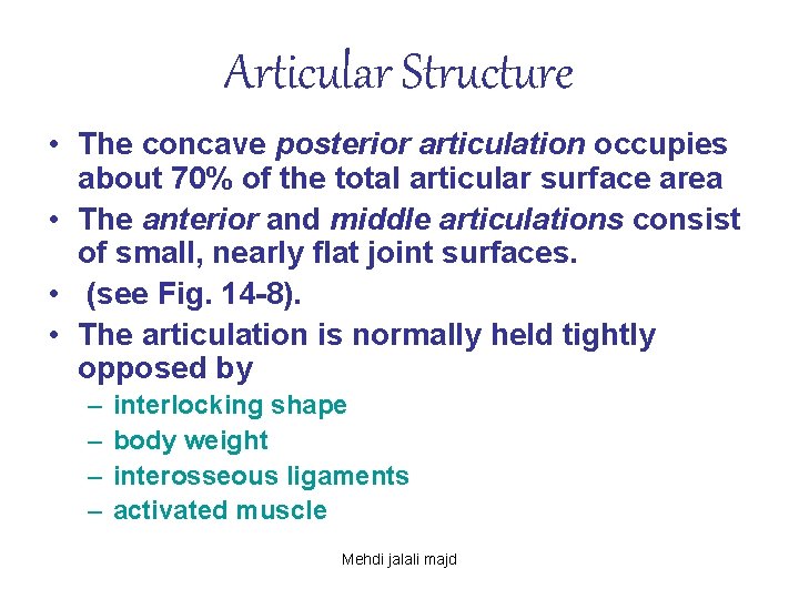 Articular Structure • The concave posterior articulation occupies about 70% of the total articular